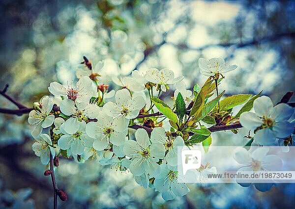 Blumen auf Zweig der blühenden Kirschbaum instagram Stil