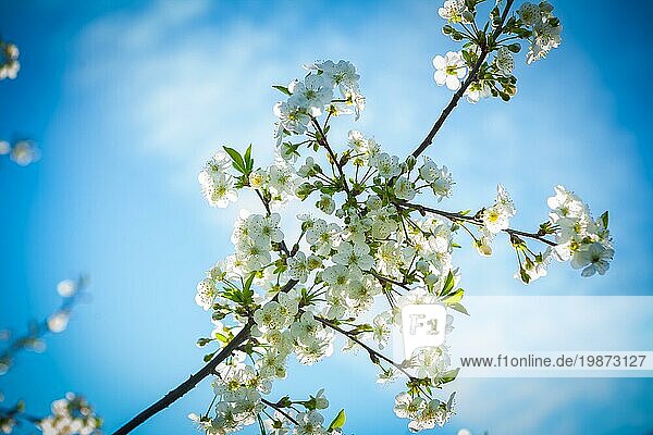 Blühender Zweig eines Kirschbaums vor dem Hintergrund des Himmels