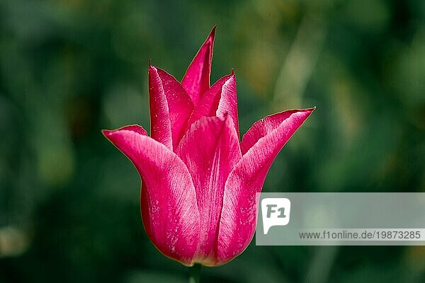 Close up Porträt einer schönen rosa Tulpe gegen eine dunkelgrüne Bokeh Hintergrund