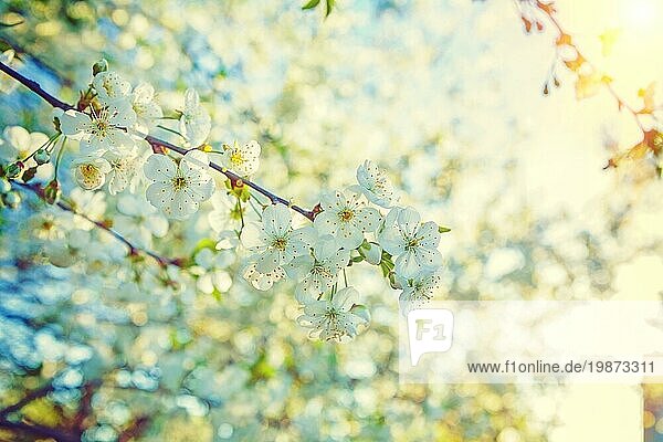 Floral sonnigen Frühling Blick auf blühende Blumen von Kirschbaum instagram stile