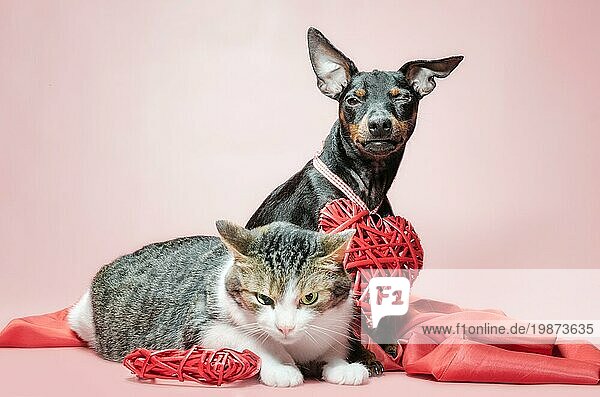 Cunning Miniatur Pinscher Welpe und unzufriedene Katze mit valentines Tag Dekor Nahaufnahme