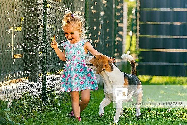 Baby Mädchen läuft mit Beagle Hund im Hinterhof im Sommer Tag. Haustier mit Kindern Konzept. Hund jagt 23 Jahre alt  läuft nach Leckerbissen