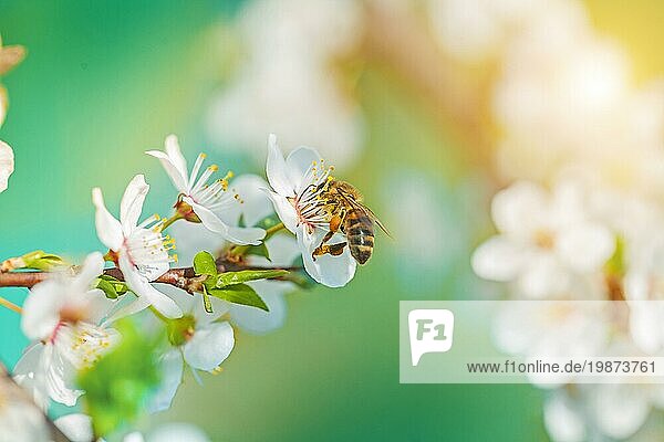 Eine Biene auf blühenden Kirschbaumflocken