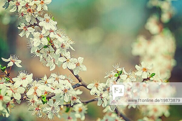 Floral Hintergrund großen Zweig der blühenden Kirschbaum mit weißen Blumen instagram Stil