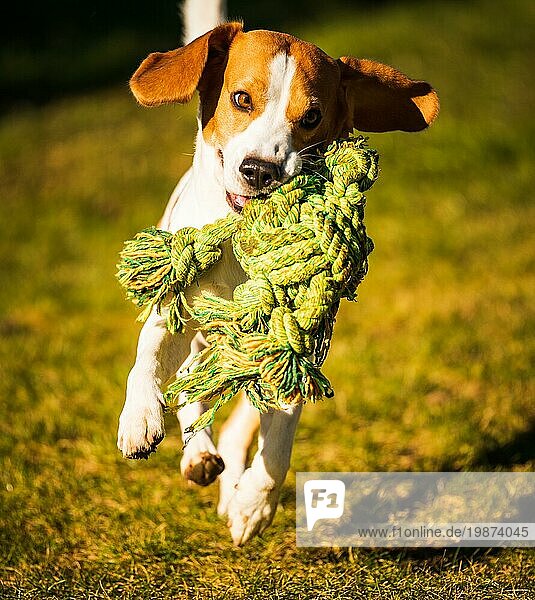 Beagle Hund springt und läuft mit einem Seil Spielzeug im Freien in Richtung der Kamera. Haustier Konzept