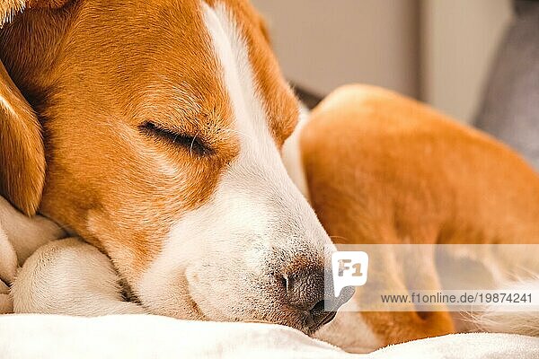 Lustige Beagle Hund müde schläft auf einem gemütlichen Sofa  Couch  auf gelben Kissen
