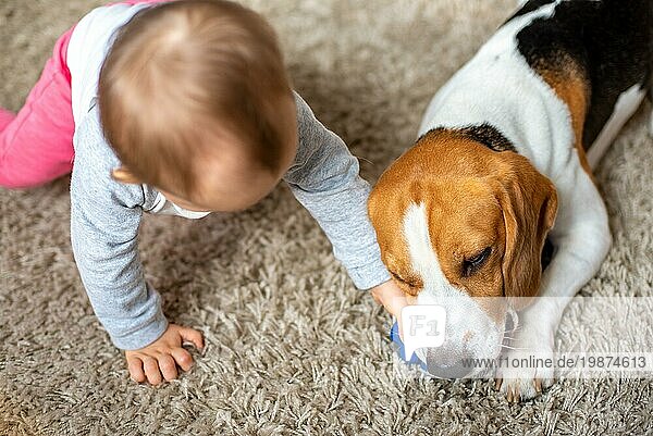Hund kaut an seinem Spielzeug auf einem Teppich. Das Baby spielt mit ihm und versucht  sein Spielzeug zu greifen. Aufnahme oben