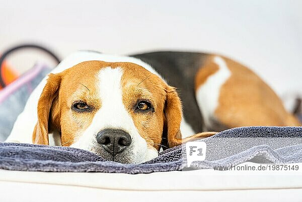 Beagle Hund müde schläft auf einem gemütlichen Sofa im Freien. Thema Hund