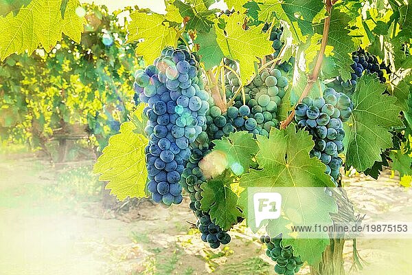 Weintrauben in einem sonnigen Weinberg kurz vor der Herbstlese  selektiver Fokus und natürliches Bokeh  mit Platz für Text