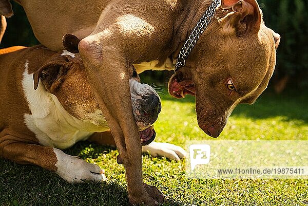 Zwei Hunde amstaff terriers spielen auf Gras draußen Junge und alte Hund Spaß im Hinterhof. Hundethema