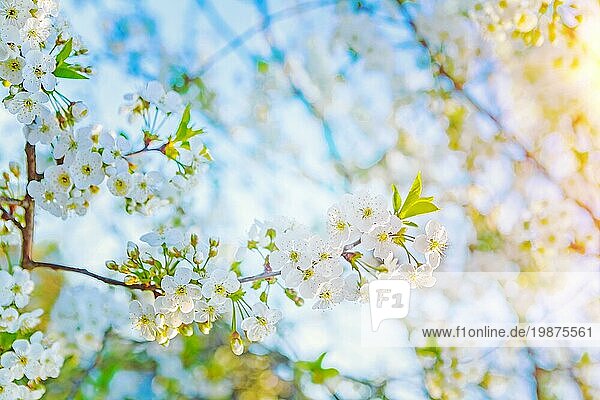 Sunny Frühling Blumen der blühenden Kirschbaum instagram Stil