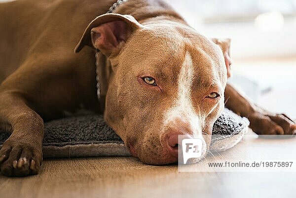 Hund liegt auf Holzboden im Haus  brauner Amstaff Terrier ruht mit großen traurigen Augen. Hund Hintergrund
