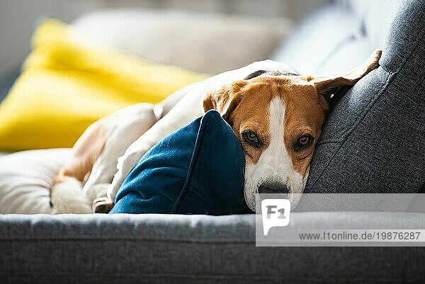 Beagle Hund müde schläft auf einem gemütlichen Sofa in Fanny Position. Hund Hintergrund Thema