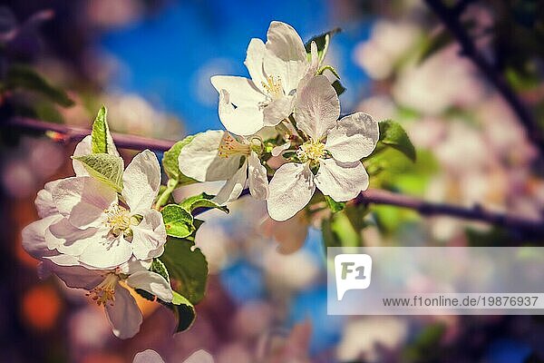 Blüte des Apfelbaums Nahaufnahme Ansicht instagram Stil