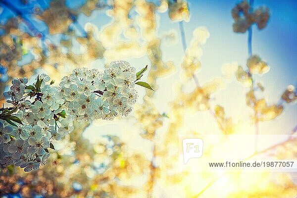 Transluzente Sonne auf Sonnenaufgang durch Crone der blühenden Kirsche floralem Hintergrund instagram stile