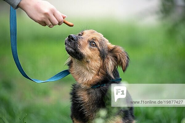 Leckerli für Hunde weiblich Hand füttern einen Mischlingshund an der Leine im Park im Freien