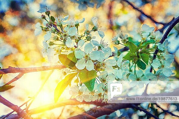 Floral Ansicht Blüte des Kirschbaums auf dem Hintergrund der Sonnenaufgang Instagram Stile