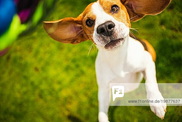 Hund Beagle springt  um ein Spielzeug zu greifen Tauziehen Spiel
