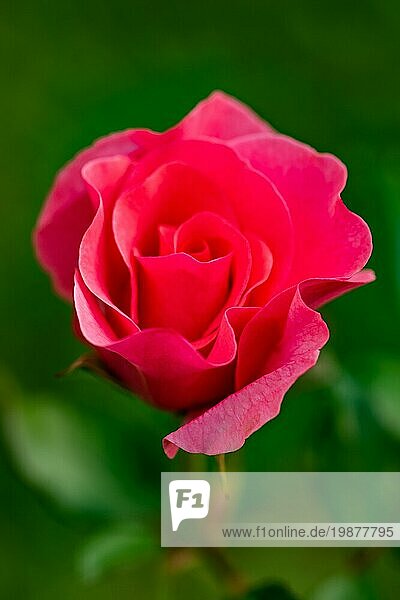 Rote Rose Blume sonnigen Tag auf unscharfen Hintergrund grün vertikale Foto. Selektiver Fokus