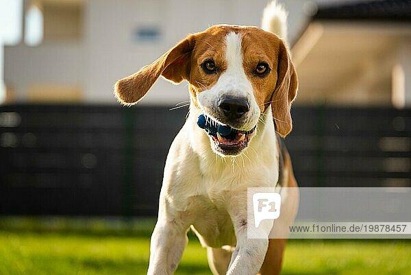 Hund Beagle mit langen Schlappohren auf einer grünen Wiese im Frühling  Sommer läuft in Richtung Kamera mit Ball. Hintergrund