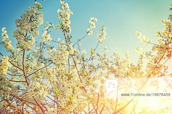 Schöne sonnige Hintergrund der blühenden Kirschbaum Zweige