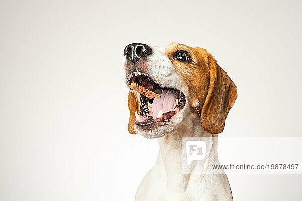 Beagle Hund Porträt vor weißem Hintergrund. Studioaufnahme
