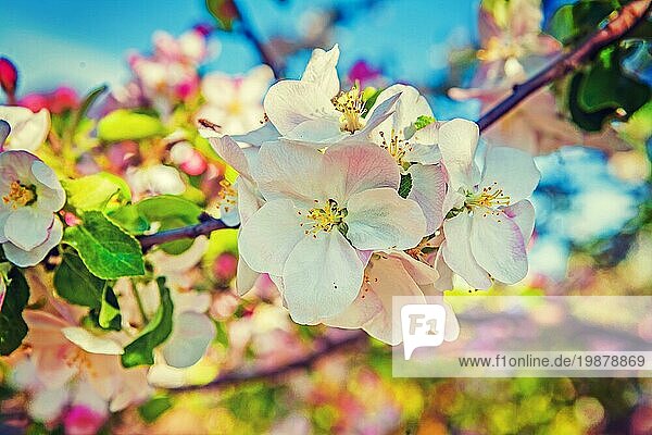 Apfelbaum Blüte floralen Hintergrund inatagram Stil