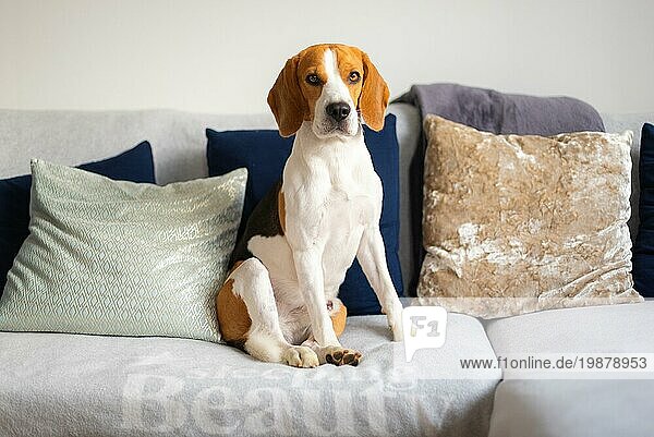 Beagle Hund sitzt auf einem gemütlichen Sofa  Couch im Wohnzimmer Hund themed Hintergrund