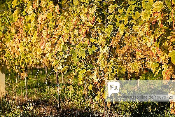 Reihen von Weinreben Weinreben. Thema Herbst. Österreich Südsteiermark. Hintergrund der Herbst Weinberge Reihen