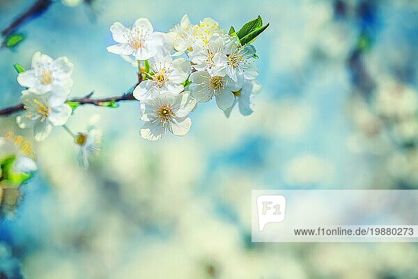 Blühende Zweig der Kirschbaum auf unscharfen Hintergrund instagram Stil