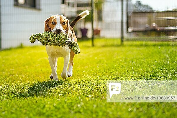 Beagle Hund Spaß im Garten im Freien laufen und springen mit Knoten Seil in Richtung Kamera