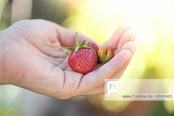 Mädchen hält frische rote reife Erdbeeren in ihrer Hand
