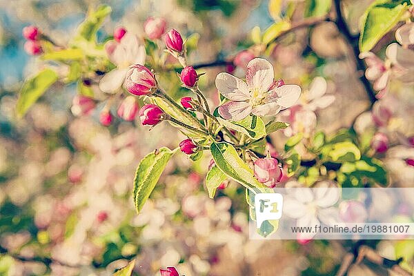 Blüte des Apfelbaums mit kleinen Blumen floralem Hintergrund instagram Stil