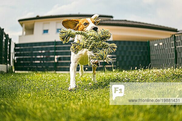 Hund Beagle reinrassig läuft mit einem Seil Spielzeug auf Gras im Freien in Richtung Kamera Sommer sonnigen Tag auf grünem Gras