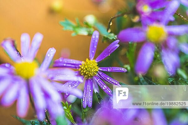 Nahaufnahme einer violetten Blüte mit frischen Wassertropfen