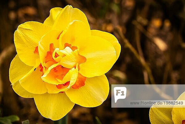 Gelbe Narzisse (Narcissus) blüht im Freien im Frühling. Natur Blumen Hintergrund mit selektivem Fokus