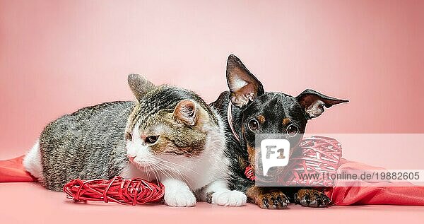 Miniatur Pinscher Welpe und Katze mit Valentinstag Dekor auf einem roten Hintergrund