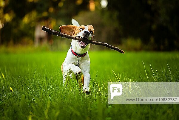 Beagle Hund Spaß auf Wiese im Sommer im Freien laufen und springen mit Stock im Maul apportieren in Richtung Kamera