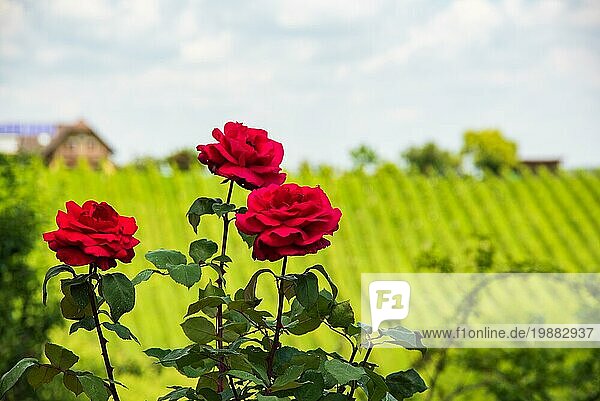 Drei Rosen auf der linken Seite  Weintrauben im Hintergrund. Bewölkter blaür Himmel. Weinberge im Sommer