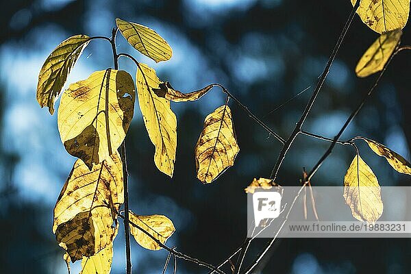Gelbe Herbstblätter im dunklen Wald  Herbstlaub im Sonnenlicht
