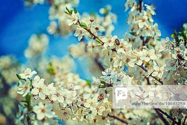 Blüte der Kirsche Nahaufnahme Ansicht floral Hintergrund Instagram Stil