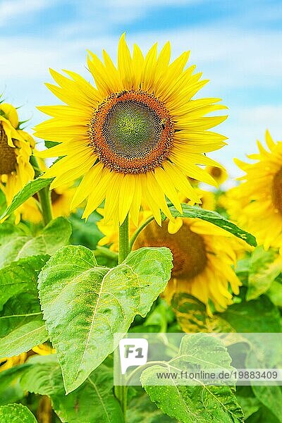 Nahaufnahme einer Sonnenblume auf einem Feld