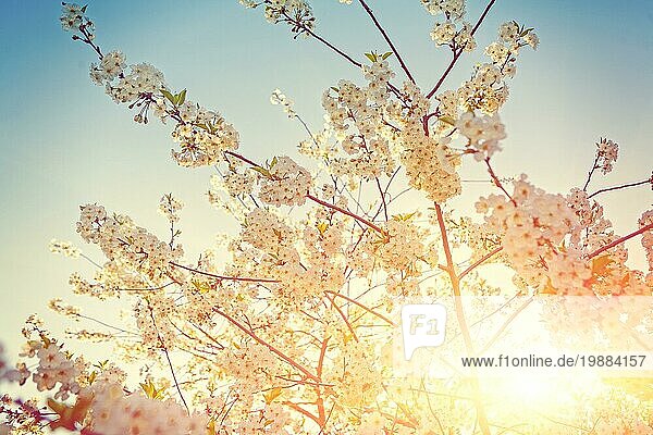Blick auf blühenden Kirschbaum mit Sonne