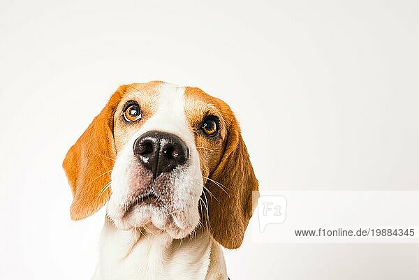 Beagle Hund Porträt vor weißem Hintergrund. Studioaufnahme