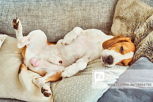 Hund auf einem Sofa in lustiger Pose. Beagle müde schlafen auf Couch
