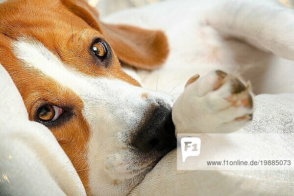 Beagle Hund schlafend und nehmen einige Ruhe. Schöne Hund Porträt  sehr lebendig und scharf. Hintergrund im Innenbereich