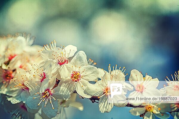 Einzelne Zweig der blühenden Kirschbaum floral Frühling Hintergrund instagram stile