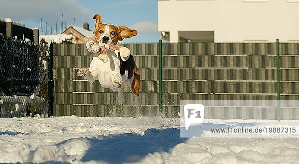 Beagle Hund springt und läuft im Freien in Richtung der Kamera auf Schnee. Hund im Winter Konzept