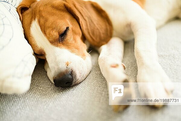 Beagle Hund liegt auf dem Sofa in gemütlichen Haus. Drinnen Hintergrund