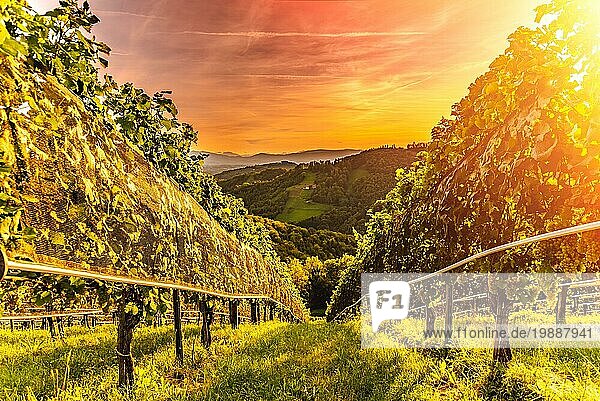 Sonnenuntergang und Landschaft mit Weinbergreihen in der österreichischen Landschaft in Leibnitz Kitzeck im Sausal. Touristisches Ziel